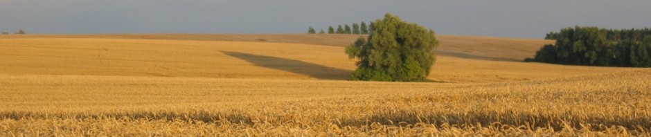 Getreidefeld in der Uckermark am Abend