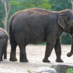 Zoo Berlin - asiatische Elephanten