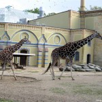 Zoo Berlin - Giraffen - ja wo laufen sie denn??