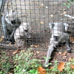 Zoo Berlin - geschickte Affen