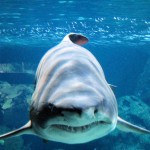 Zoo Berlin - Auge in Auge mit dem Hai