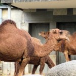 Zoo Berlin - Kamele - heute schon ne dicke Lippe riskiert?