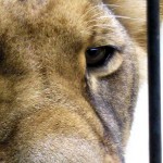 Zoo Berlin - im Auge der Löwin