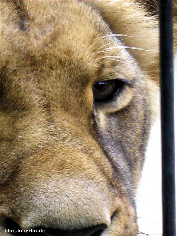 Zoo Berlin - im Auge der Löwin