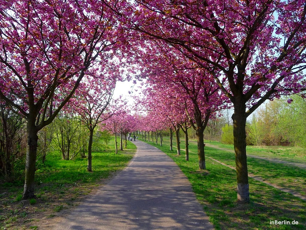 Kirschblütenpracht Mauerweg Bösebrücke