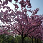 Kirschblütenpracht Mauerweg Bösebrücke