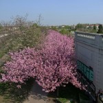 Kirschblütenpracht Aussicht Bösebrücke