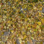Herbst in Berlin - Blätter am Boden