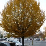 Herbst in Berlin - gelber Baum