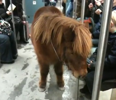Pony in der Berliner S-Bahn