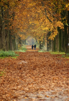 Herbstimpression (by Lars Paege pixelio.de)