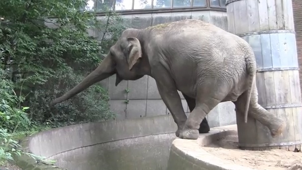 Berliner Elefant (Ausschnitt aus Berlin Juli 2012)