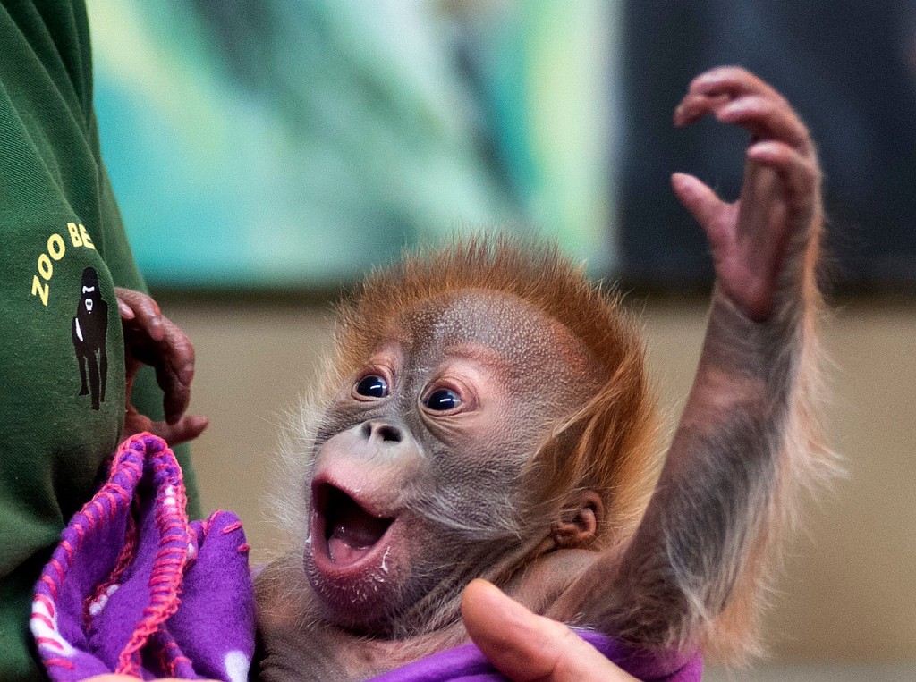 Orang Utan Baby Rieke im Februar 2015 (Copyright Zoo Berlin)