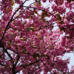 Japanische Kirschblüte zum Mauerweg (Bornholmer Straße)