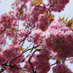 Japanische Kirschblüte zum Mauerweg (Bornholmer Straße)