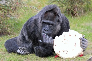 Fatou vernascht ihre Geburtstagstorte - Copyright Zoo Berlin/ Ruben Gralki 
