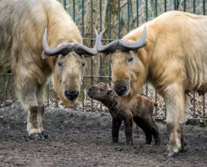 Gold-Takin mit Takin-Eltern im Tierpark Berlin_März 2015