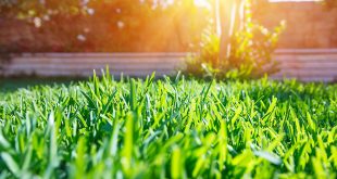 der perfekte Rasen (Foto: Anna Om / Shutterstock.com )