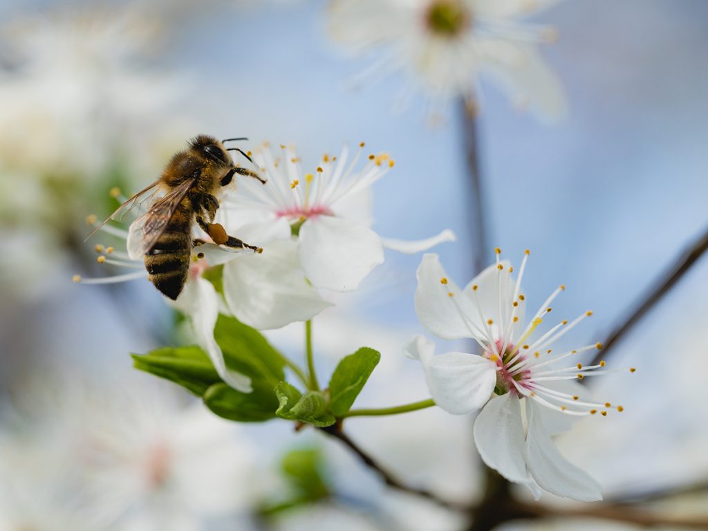 Bienen in der Natur (Nahaufnahme)