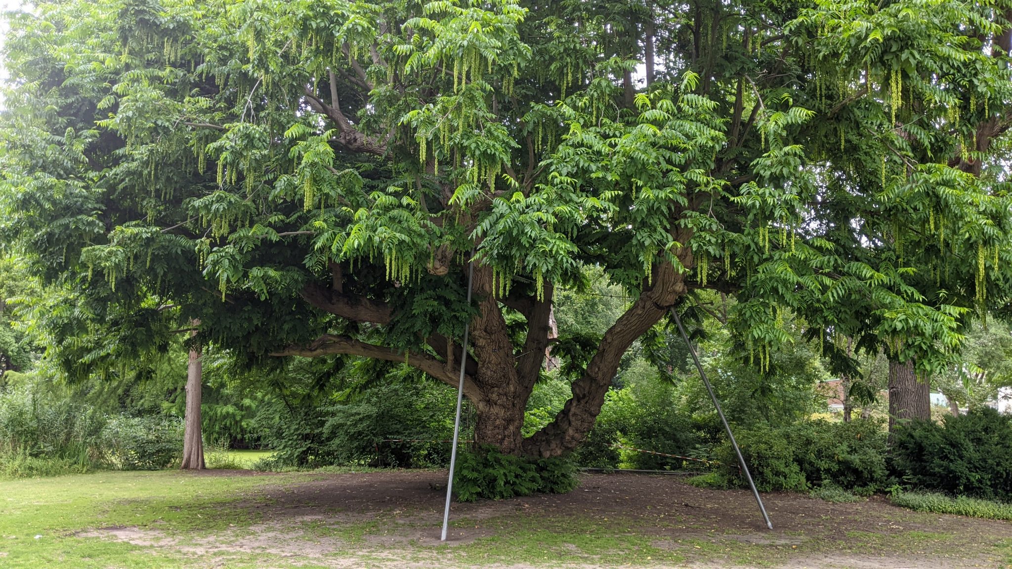 der-kaukasische-fl-gelnussbaum-im-tiergarten-blog-inberlin