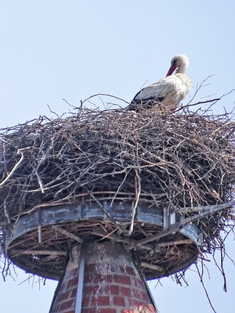 Altlandsberg, Storchennest