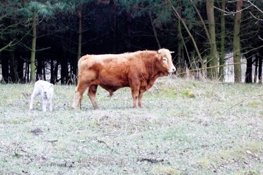 Bogensee - Galloway