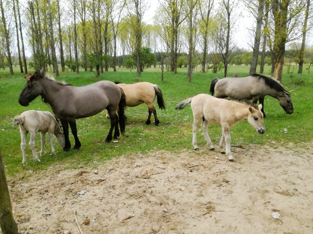 Bogensee - Pferde