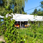 Wein und Kultur