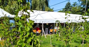 Wein und Kultur